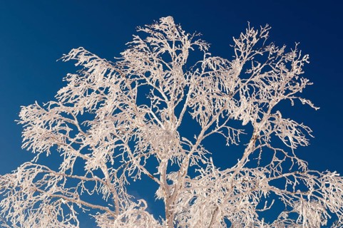 Landscape, Hokkaido, North, East, Winter, (Paysage) Japan, 2017 Tree and snow