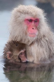 Japanese macaque or snow japanese monkey, baby and mom in onsen (Macaca fuscata), Japan