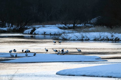 Japanese crane, Red-crowned crane (Grus japonensis), flock before sunrise, Japan Manchuria Crane,