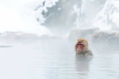 Japanese macaque or snow japanese monkey in onsen (Macaca fuscata), baby needs milk, Japan