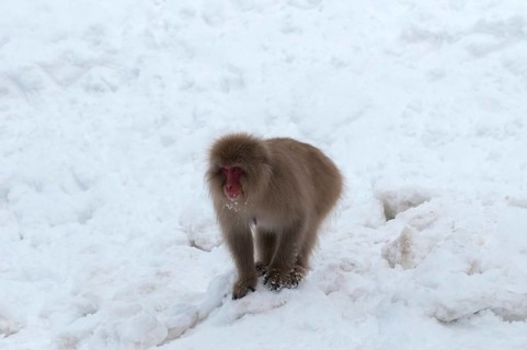 Japanese macaque or snow japanese monkey in the snow (Macaca fuscata), Japan Monkey-Japanese,