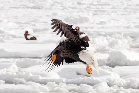 Steller's sea eagle (Haliaeetus pelagicus) flying, Russia Steller's sea eagle, Haliaeetus