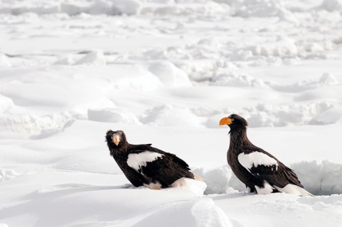Steller's sea eagle (Haliaeetus pelagicus) couple on the pack, Russia Steller's sea eagle,