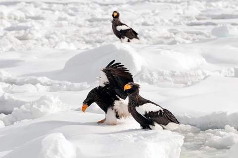 Steller's sea eagle (Haliaeetus pelagicus) landing, Russia Steller's sea eagle, Haliaeetus