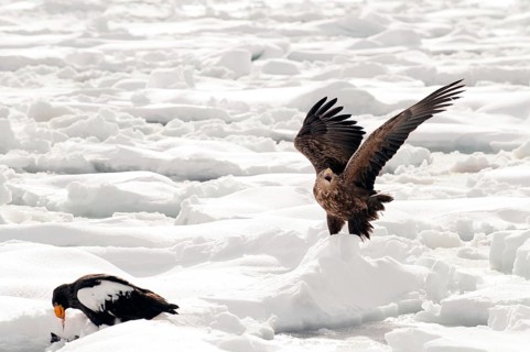 White-tailed Sea-eagle landing on the pack (Haliaeetus albicilla), Russia Eagle-rabalva, rabalva,