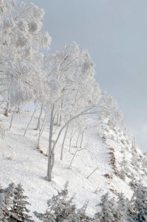 Landscape in winter, Hokkaido, Japan Landscape, Hokkaido, North, East, Winter, (Paysage) Japan,