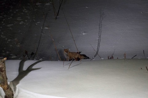Red fox (Vulpes vulpes) in the night and in the snow red fox, snow, Vulpes vulpes, (Renard roux)