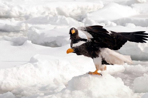 Steller's sea eagle (Haliaeetus pelagicus) on the pack, Russia Steller's sea eagle, Haliaeetus