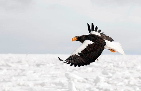 Steller's sea eagle (Haliaeetus pelagicus) flying, Russia Steller's sea eagle, Haliaeetus