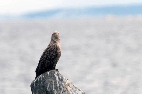 White-tailed Sea-eagle (Haliaeetus albicilla), Japan Sea-eagle, White-tailed, Haliaeetus albicilla,