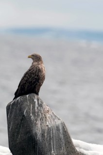 White-tailed Sea-eagle (Haliaeetus albicilla), Japan Sea-eagle, White-tailed, Haliaeetus albicilla,