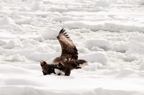 White-tailed Sea-eagle fighting with Steller sea-eagle on the pack (Haliaeetus albicilla), Russia