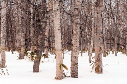Wood of birch trees in winter, Hokkaido, Japan Landscape, Hokkaido, North, East, Winter, (Paysage)