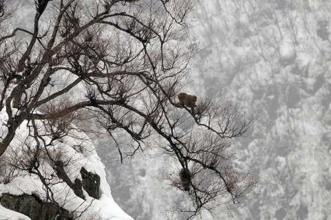 Japanese macaque or snow japanese monkey in a tree (Macaca fuscata), Japan Monkey-Japanese, Macaca
