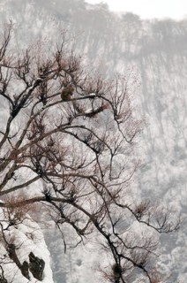 Japanese macaque or snow japanese monkey in a tree (Macaca fuscata), Japan Monkey-Japanese, Macaca