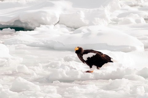 Steller's sea eagle (Haliaeetus pelagicus) on the pack eating a fish, Russia Steller's sea eagle,