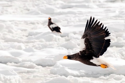 Steller's sea eagle (Haliaeetus pelagicus) flying, Steller's sea eagle, Haliaeetus pelagicus,