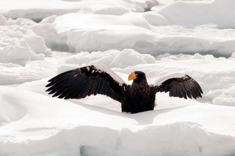 Steller's sea eagle (Haliaeetus pelagicus) on the pack, Russia Steller's sea eagle, Haliaeetus
