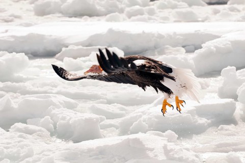 Steller's sea eagle (Haliaeetus pelagicus) flying, take-off with fish, Russia Steller's sea eagle,
