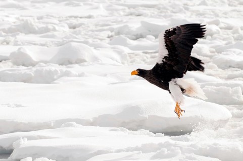 Steller's sea eagle (Haliaeetus pelagicus) flying, take-off, Russia Steller's sea eagle, Haliaeetus