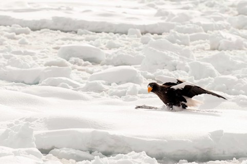 Steller's sea eagle (Haliaeetus pelagicus) on the pack, eating a fish, Russia Steller's sea eagle,