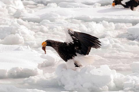 Steller's sea eagle (Haliaeetus pelagicus) eating a fish, Russia Steller's sea eagle, Haliaeetus