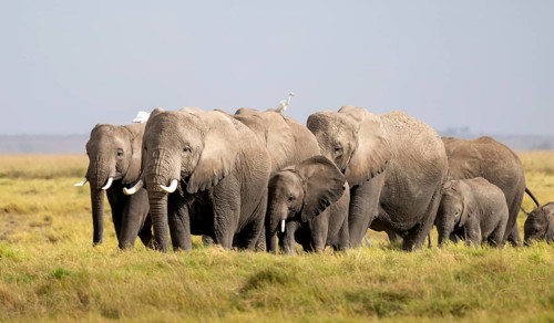 African elephant (Loxodonta africana) large herd with young animals and herons (Bubulcus ibis), in