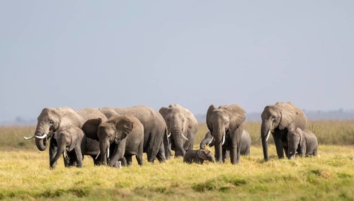African elephant (Loxodonta africana) large herd with young animals, in morning light, Amboseli