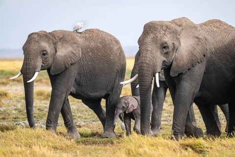 African elephant (Loxodonta africana) adult with young and heron (Bubulcus ibis), Amboseli National
