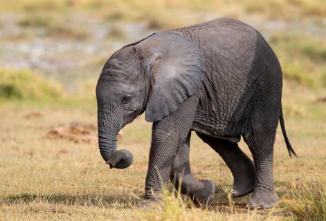African elephant (Loxodonta africana) small young, baby elephant, Amboseli National Park, Rift