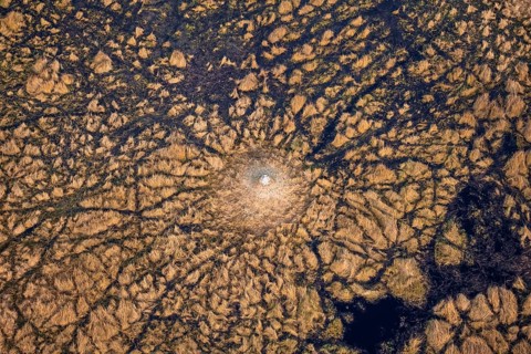 Freshwater marshland, swamp landscape with small island with termite hill, aerial view, Okavango