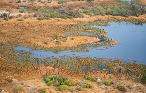 Marsh landscape on a lake with many termite hills, aerial view, Okavango Delta, Botswana