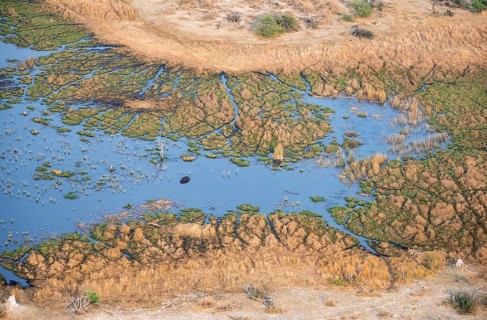 Hippopotamus (Hippopatamus amphibius) in water, freshwater marshland, marshland on a lake, aerial