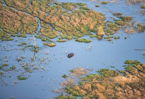 Hippopotamus (Hippopatamus amphibius) in water, freshwater marshland, marshland, aerial view,