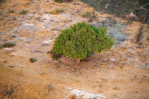 Flock of impalas (Aepyceros melampus) under a liver sausage tree (Kigelia africana), aerial view,