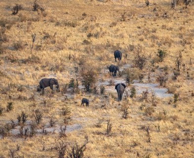 Small herd of elephants in dry savanna with yellow grass, African elephant (Loxodonta africana),