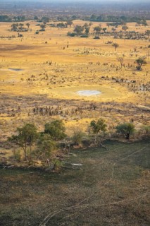 Savanna landscape with yellow grass partly burnt by bushfire, aerial view, Okavango Delta, Botswana