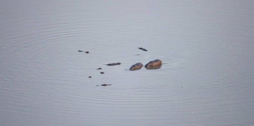 Hippos (Hippopatamus amphibius) in water, aerial view, Okavango Delta, Botswana