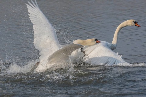 Swan chases rivals across a calm body of water. One of the swans squirts and brings life to the