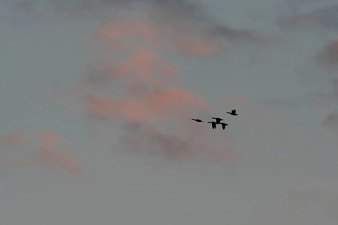 Birds fly in groups in the sky, which is painted in warm colors at sunset. Red and purple clouds