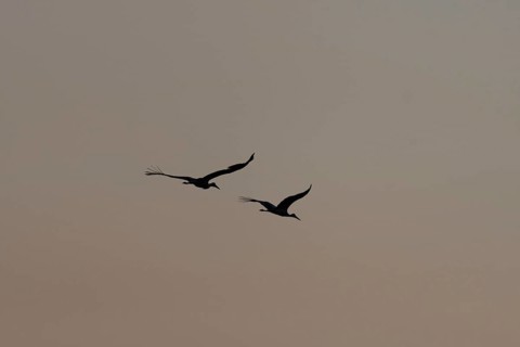 Two majestic white stork birds (Ciconia ciconia) fly together in the Twilight sky and stand on a