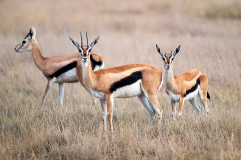 Eastern Thomson gazelle (Eudorcas thomsonii), three gazelles, Amboseli National Park, Rift Valley