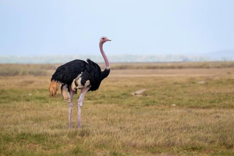 African ostrich, Maasai ostrich (Struthio camelus massaicus), adult male, in the savanna, Amboseli