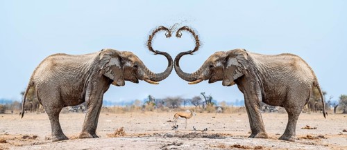 Photo montage, African elephant (Loxodonta africana), adult males facing each other, splashing