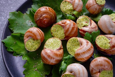 Grape snails, stuffed in burgundy, french cuisine