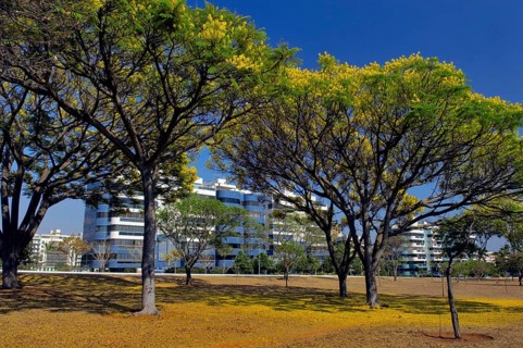 Eixo Rodoviário Norte - Árvores Floridas, Brasilia, DF, Brazil