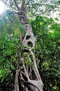 Parque Ecológico do Lago Janauari, Manaus, Amazonas, Brazil