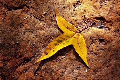 Liquidâmbar leaf, Liquidambar Styraciflua, Santo Antônio do Pinhal, São Paulo, Brazil