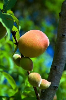Peachs, Prunus Persica, Santo Antônio do Pinhal, São Paulo, Brazil