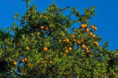 Rose Lemon, Santo Antônio do Pinhal, São Paulo, Brazil